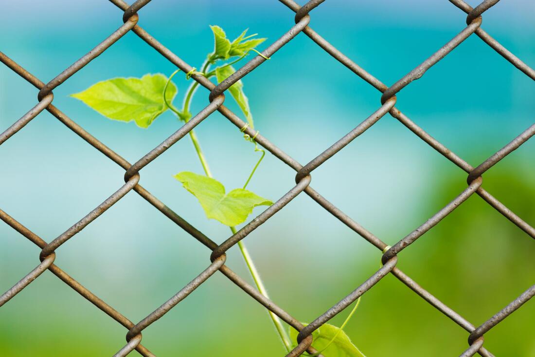 chain link fence with plant